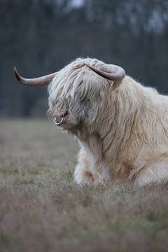 The Big Boss by Karin van Rooijen Fotografie