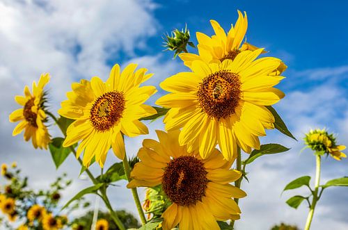 Zomer 2018 in Zuid-Limburg