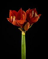 Red amaryllis on stem