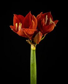 Rode amaryllis op stengel