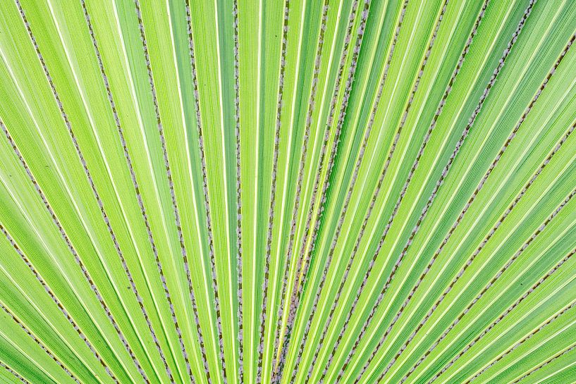 Macro by Steven Hendrix