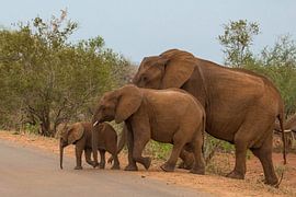 Een Olifanten gezinnetje by Annelies Webbe