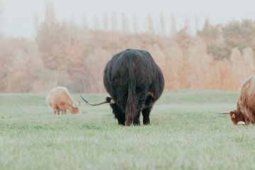 Schotse Hooglanders in de Nederlandse Duinen van Anne Zwagers