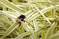 Beschäftigte Biene auf einem Blatt von Inge Teunissen Miniaturansicht