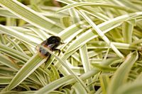 Abeille sur une feuille