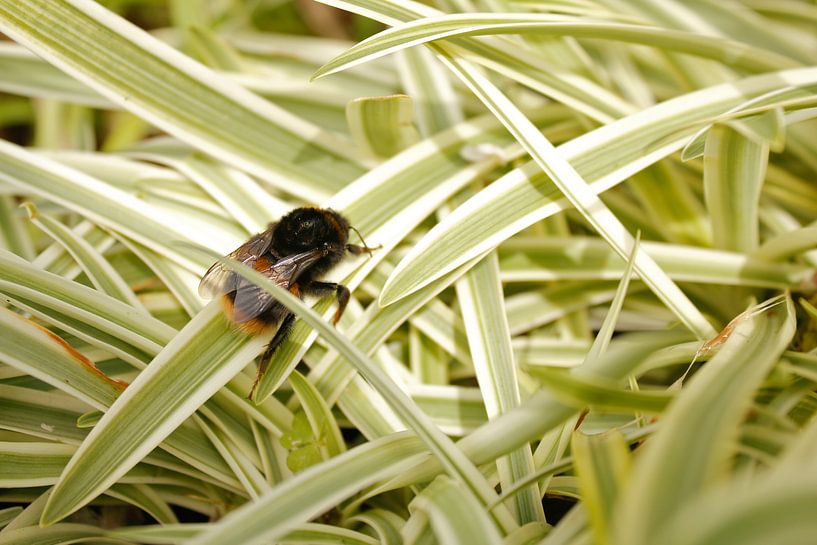 Abeille sur une feuille par Inge Teunissen