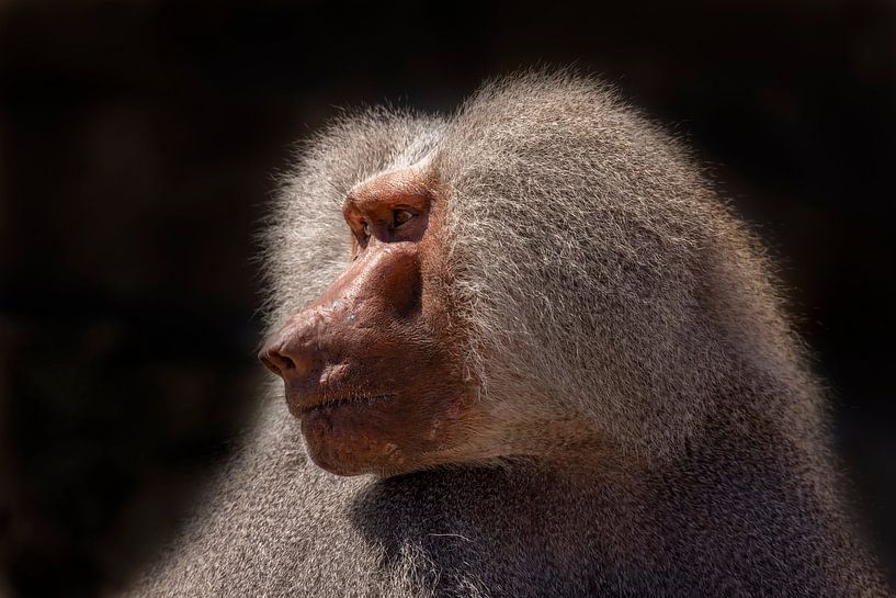 Hamadryan, (Papio hamadryas) par Gert Hilbink