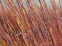 Sunny Ice Grass
