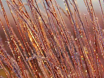 L'herbe de glace ensoleillée