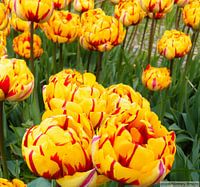 Geel/rode Tulp