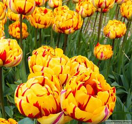 Geel/rode Tulp by Hanney Bruijn Fotografie
