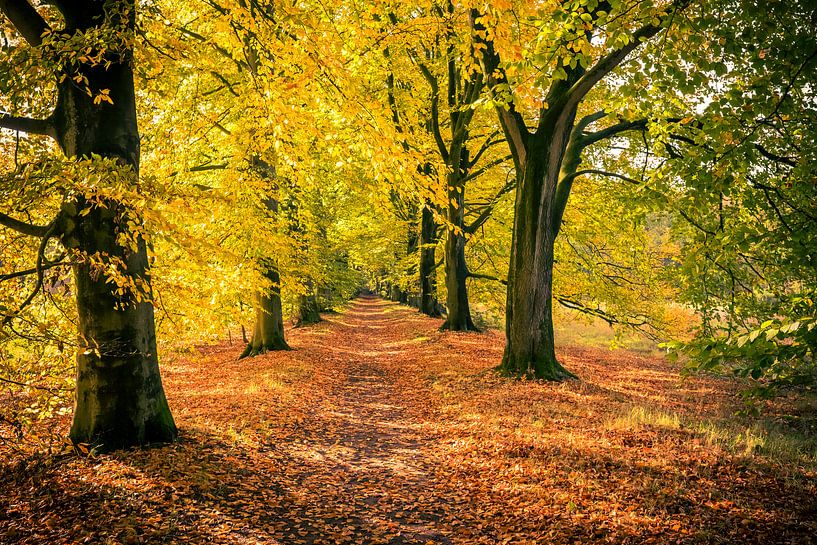 Bospad in de herfst van Marcel Bakker