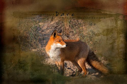 Le renard sous le soleil de la fin de l'été