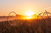 Spinnenweb zonsopgang zomer