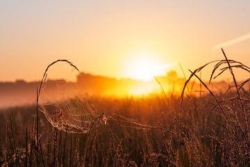 Spinnennetz bei Sonnenaufgang im Sommer von Daphne Kleine