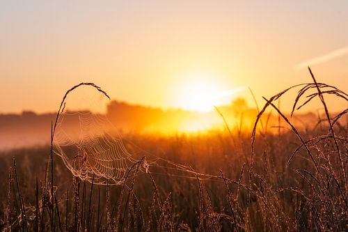 Spider web during summer sunrise