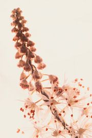 Tiarella in ice 4 by Marc Heiligenstein