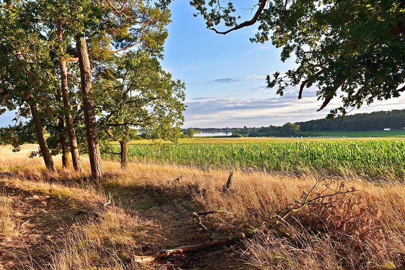 Golden hour on a summery country lane in Bollmannsruh by Silva Wischeropp