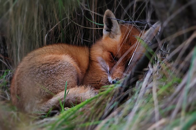 Le renard endormi par Bert van Beek