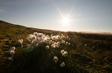 Bloemenweide op Spitsbergen (Spitsbergenkatoen) van Kai Müller