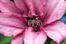 flower photography detail closeup