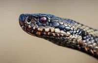 Adder - Northern Viper - Kreuzotter - Vipera berus