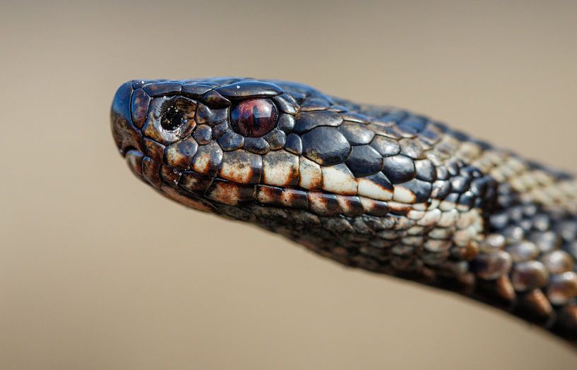 Adder - Northern Viper - Kreuzotter - Vipera berus by Rick Willemsen