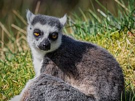 Portrait Ring-tailed Lemur