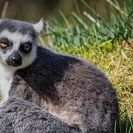 Portrait Ring-tailed Lemur by Beeld Creaties Ed Steenhoek | Photography and Artificial Images