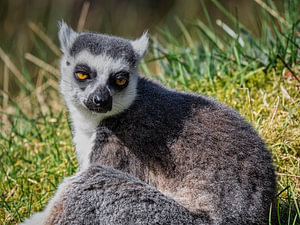 Portrait Ringelschwanz Lemur