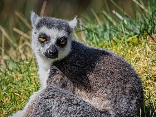 Portrait Ring-tailed Lemur
