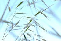 L´herbe
