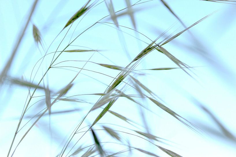 L´herbe van Adeline Legrand