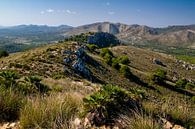 Heuvel begroeid met groene struiken bij Cala Agulla op Mallorca van Hans-Heinrich Runge thumbnail