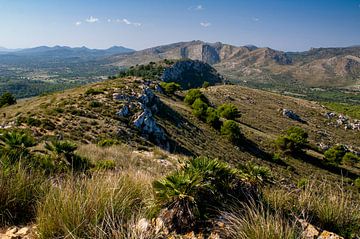 Mit grünen Büschen bewachsener Hügel bei Cala Agulla auf Mallorca