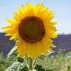 Zonnebloem met lavendelveld van Barbara Brolsma