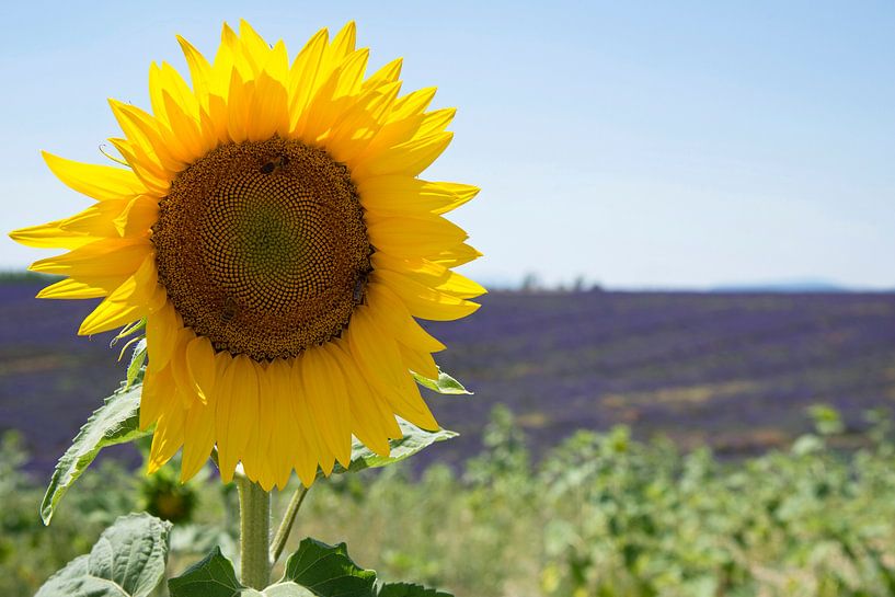 Tournesol avec un champ de lavande par Barbara Brolsma