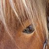 Closeup van het oog van een bruin paard van Hilda Weges