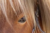 Closeup van het oog van een bruin paard van Hilda Weges thumbnail