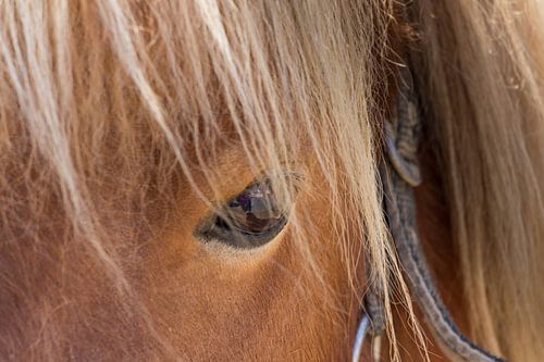 Closeup van het oog van een bruin paard