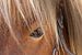 Closeup van het oog van een bruin paard van Hilda Weges