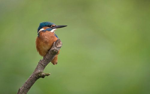 IJsvogel zittend op een tak