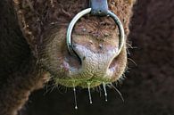 Franse Stier von Wybrich Warns Miniaturansicht