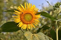 Een prachtig bloeiende zonnebloem