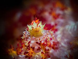 crabe bonbon sur Marc Van den Broeck