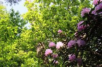Het groene doorgangpad met weelderige bloemen