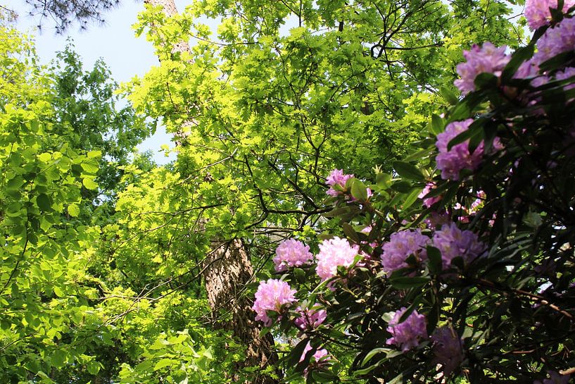 Le passage vert avec des fleurs luxuriantes par Kaleidoscopephotography