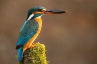 Mme Kingfisher par Daniela Beyer Aperçu