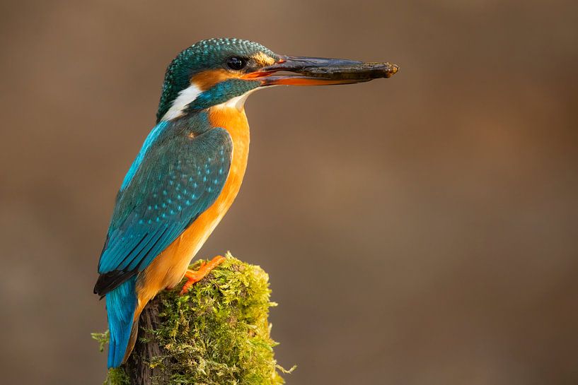 Mme Kingfisher par Daniela Beyer
