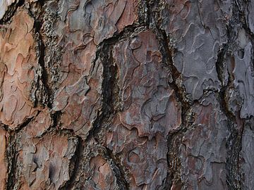 Close up van oude pijnboom met dikke schors van Timon Schneider